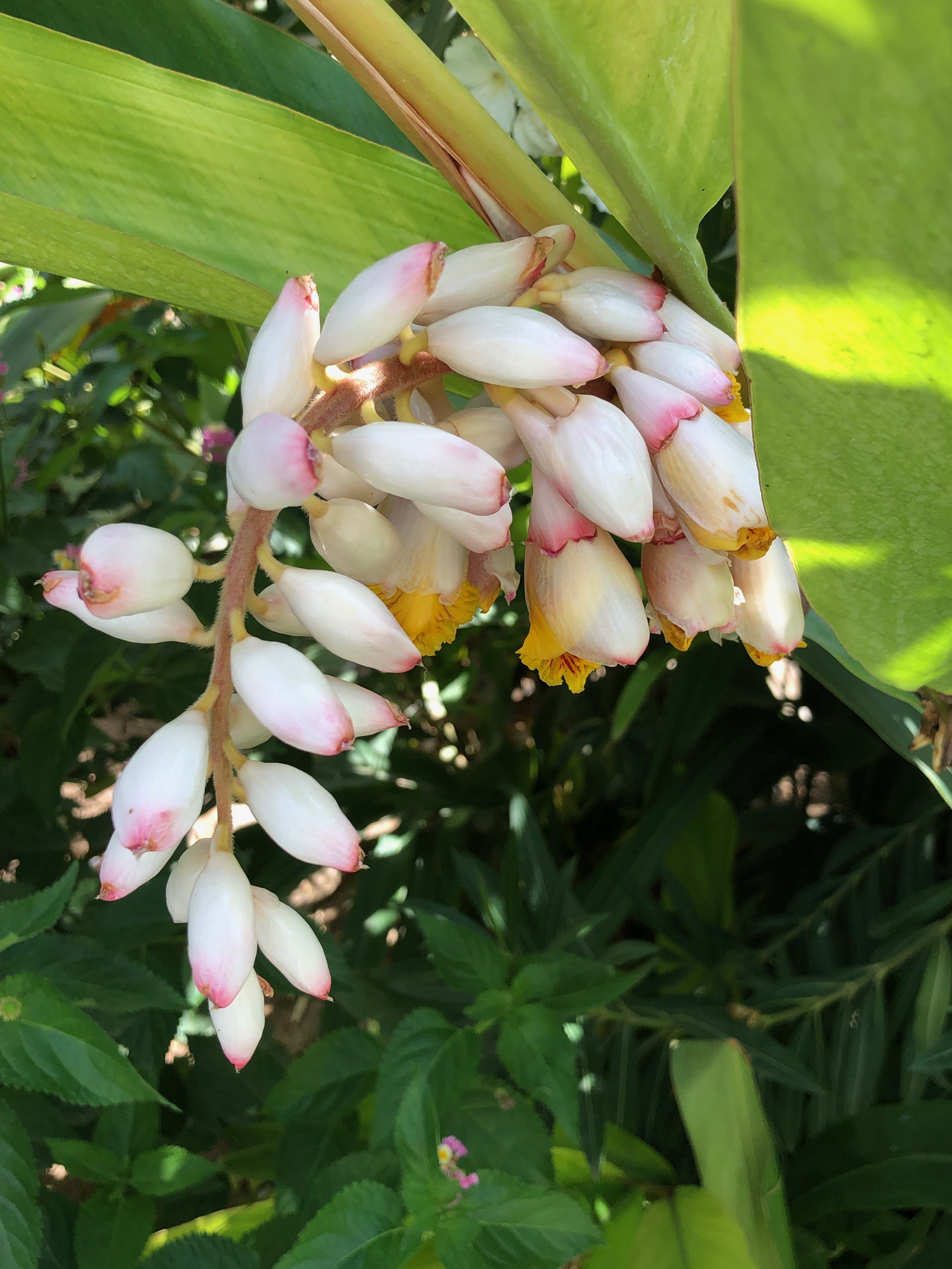 Alpinia zerumbet